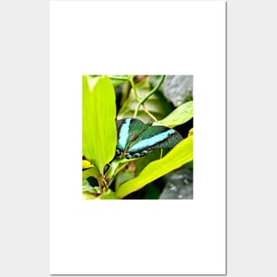 Green Banded Peacock Butterfly Posters and Art